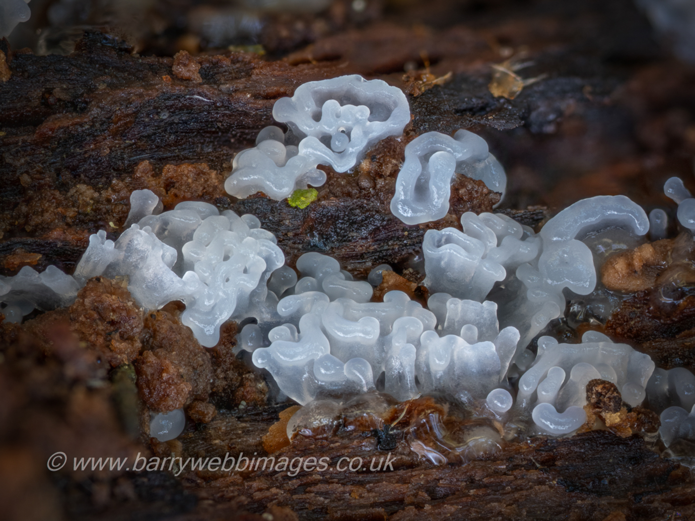 Photo © Barry Webb FRPS Ceratiomyxa fruticulosa by Barry Web FRPS